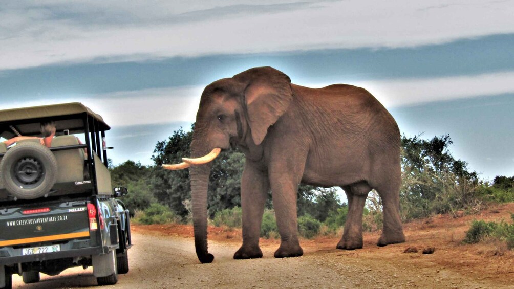 Picture 9 for Activity Addo Elephant National Park: Guided Half-Day Safari