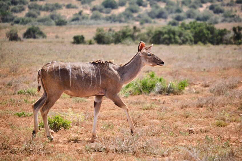 Picture 8 for Activity Addo Elephant National Park: Guided Half-Day Safari