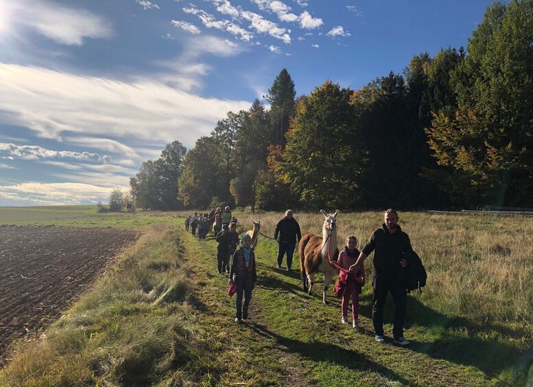 Picture 3 for Activity Sohland an der Spree: Walk with an Alpaca
