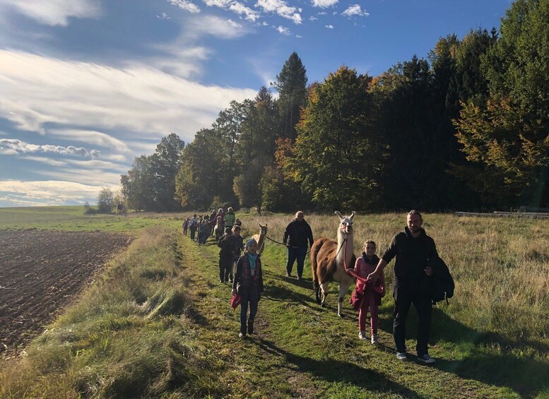 Picture 3 for Activity Sohland an der Spree: Walk with an Alpaca