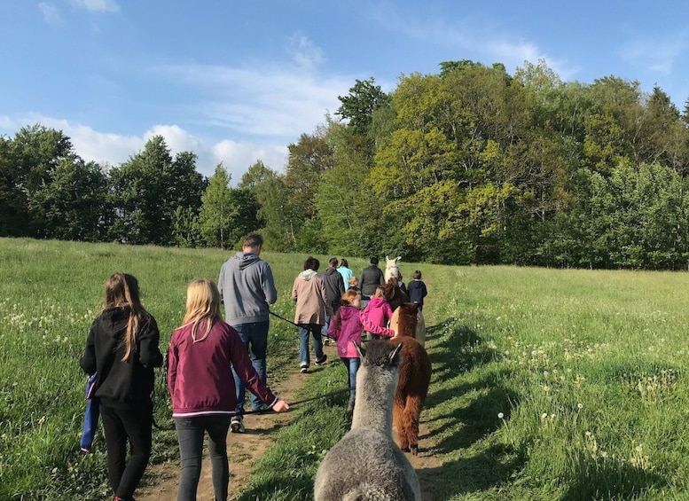 Sohland an der Spree: Walk with an Alpaca