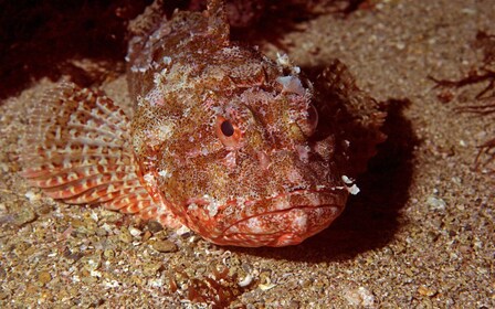 Reserva marina de Goat Island: chárter de buceo de día completo