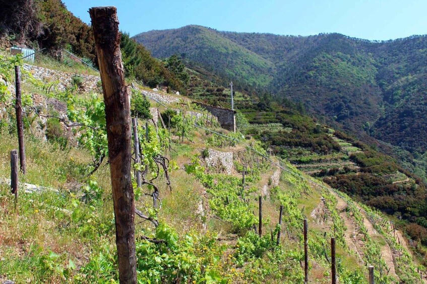 Picture 1 for Activity Cinque terre wine tour and tasting with the somelier