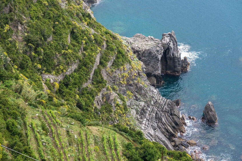 Picture 4 for Activity Riomaggiore: Vineyard & Wine Cellar Tour with Wine Tasting