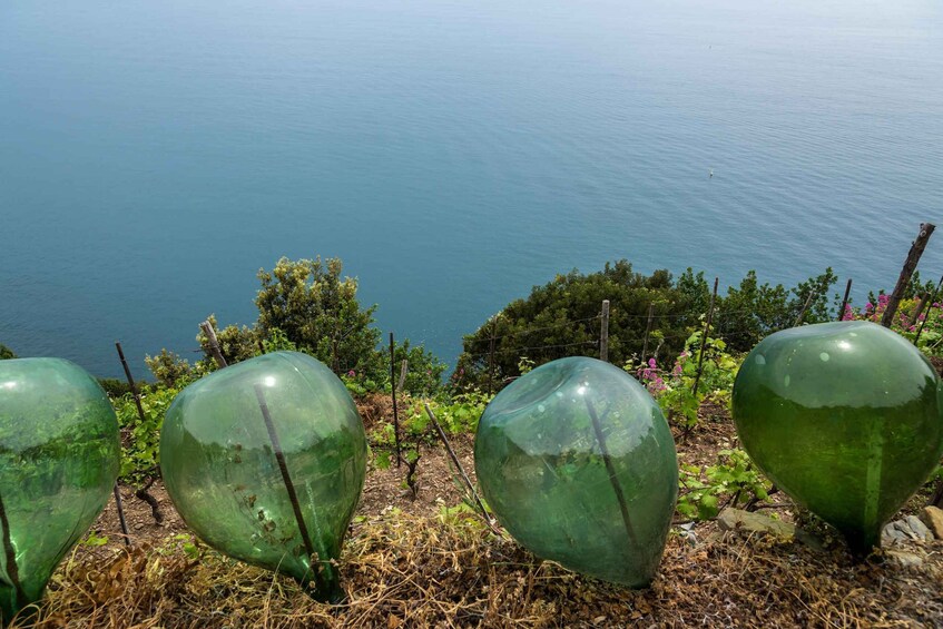 Picture 2 for Activity Riomaggiore: Vineyard & Wine Cellar Tour with Wine Tasting