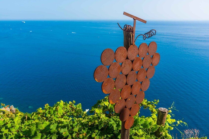 Picture 6 for Activity Riomaggiore: Vineyard & Wine Cellar Tour with Wine Tasting