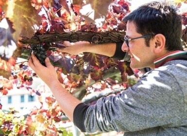 Tramonti: Visita a viñedos y bodegas con degustación y aperitivos