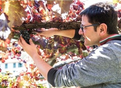 Tramonti: Tour dei vigneti e delle cantine con degustazione e antipasti