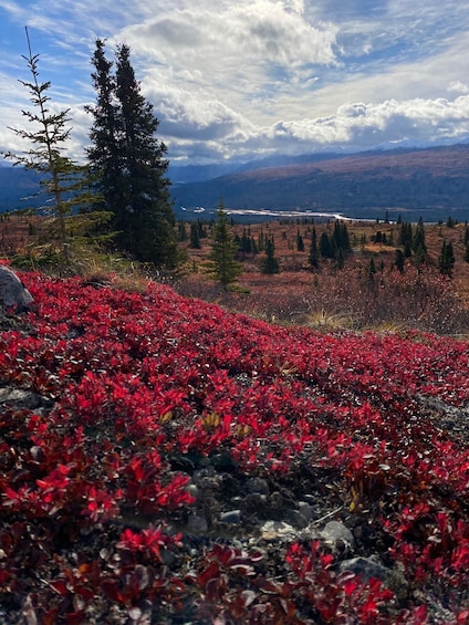 Picture 6 for Activity Denali: Denali National Park Walking Tour