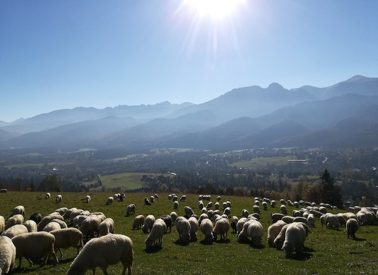 Picture 8 for Activity From Krakow: Dunajec River Rafting and Zakopane Town Tour