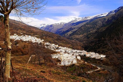 Fra Granada: Dagstur til Trevélez med skinkefabrik