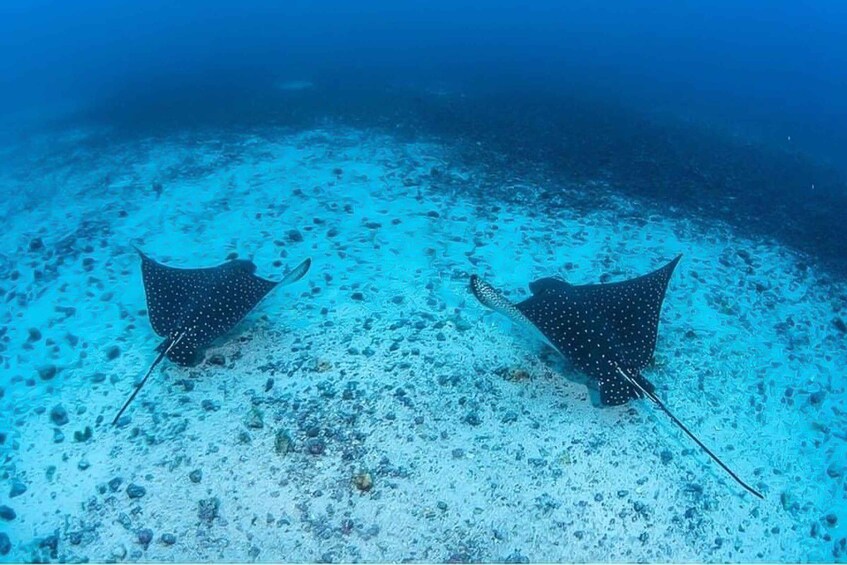 From San Juan: Vieques Snorkeling Tour