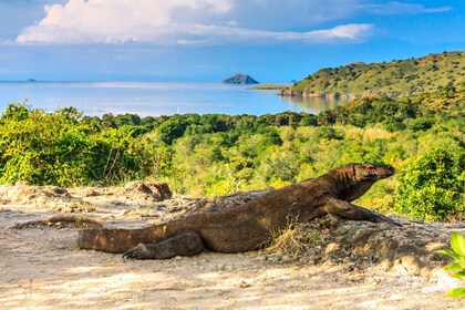From Labuan Bajo: Private Full-Day Komodo National Park Tour