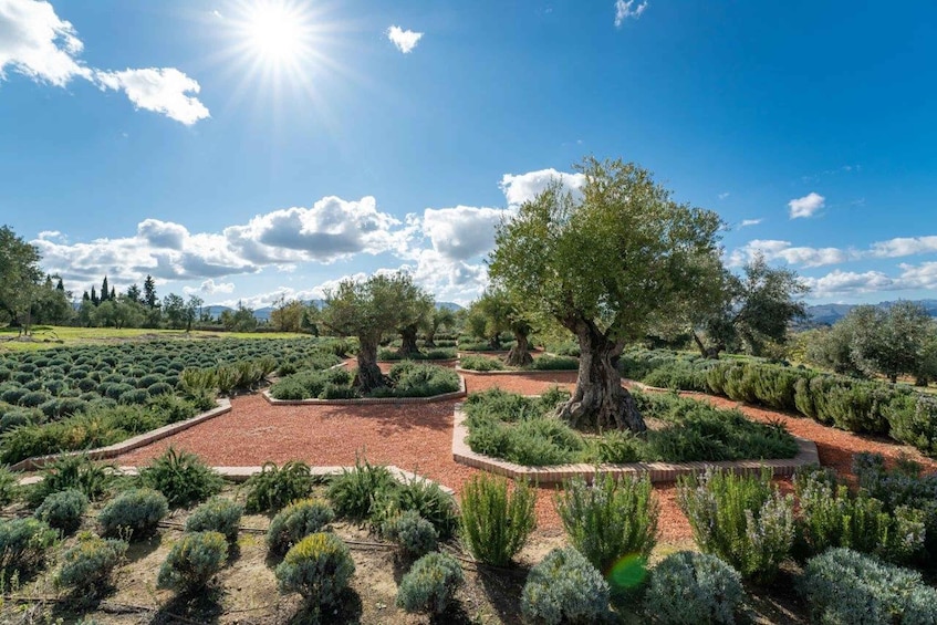 Picture 5 for Activity Ronda: LA Almazara LA Organic, Olive Oil Museum and Tasting