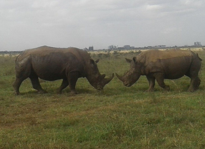 Picture 3 for Activity From Nairobi: Masai Mara National Reserve Safari