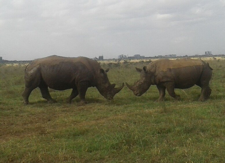 Picture 4 for Activity From Nairobi: Masai Mara National Reserve Safari