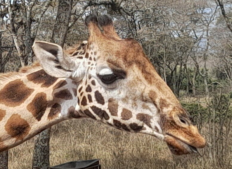 Picture 7 for Activity From Nairobi: Masai Mara National Reserve Safari