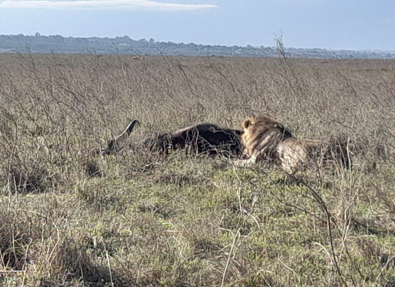 Picture 5 for Activity From Nairobi: Masai Mara National Reserve Safari