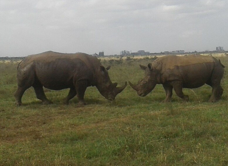 Picture 4 for Activity From Nairobi: Masai Mara National Reserve Safari