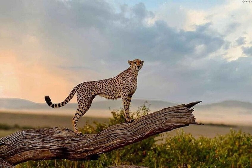 Picture 11 for Activity From Nairobi: 3 days Masai Mara National Reserve Safari