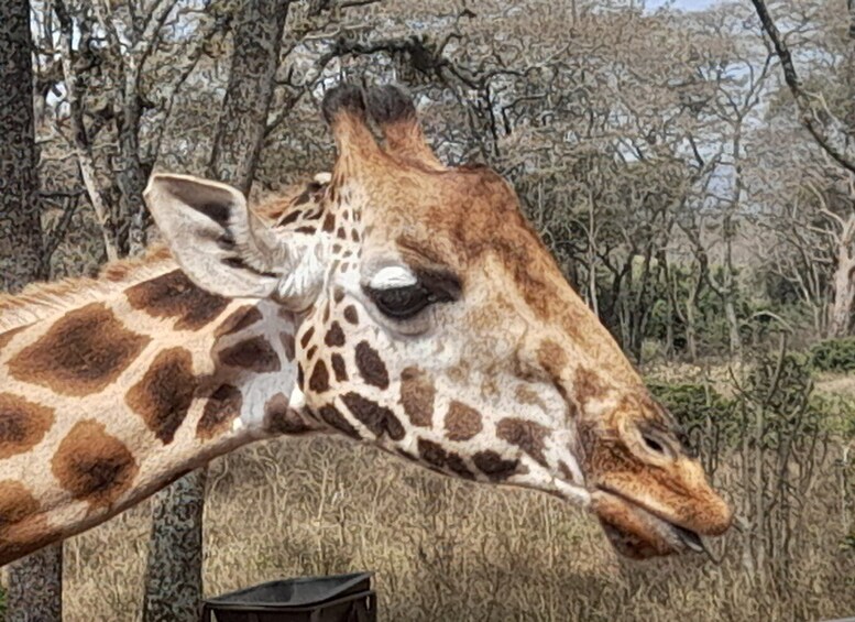 Picture 7 for Activity From Nairobi: Masai Mara National Reserve Safari