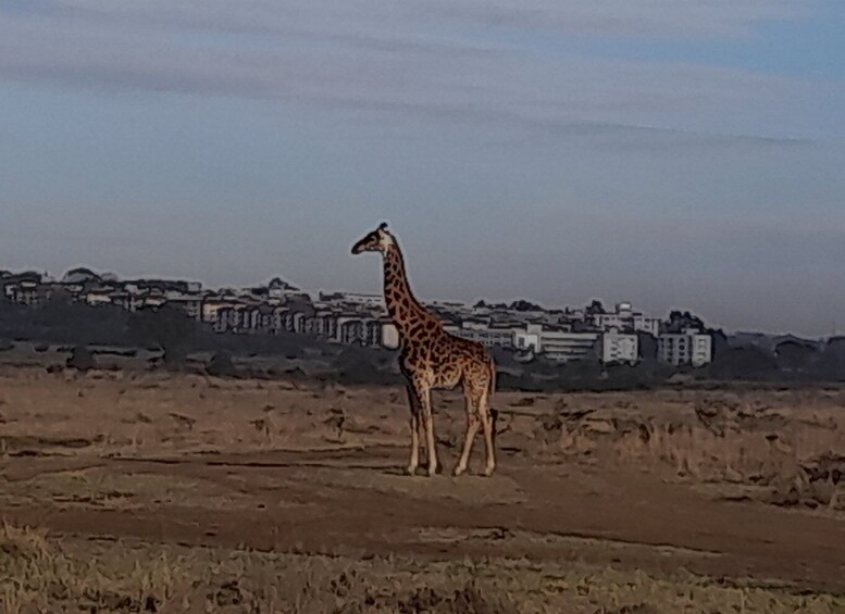 Picture 1 for Activity From Nairobi: Masai Mara National Reserve Safari