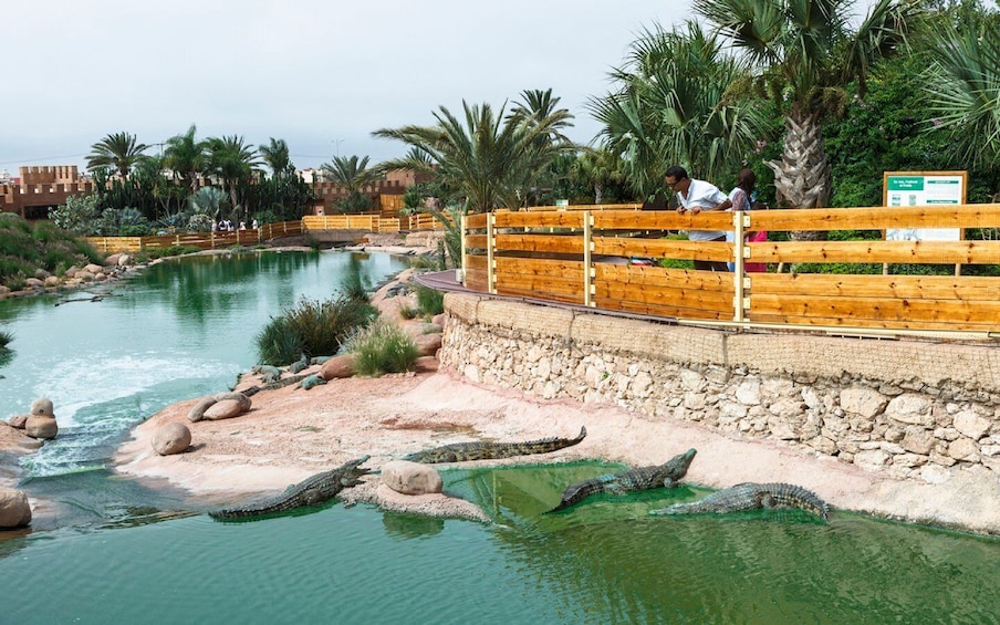 Picture 12 for Activity Agadir City Tour & Crocodile Park Adventure & Entry Ticket