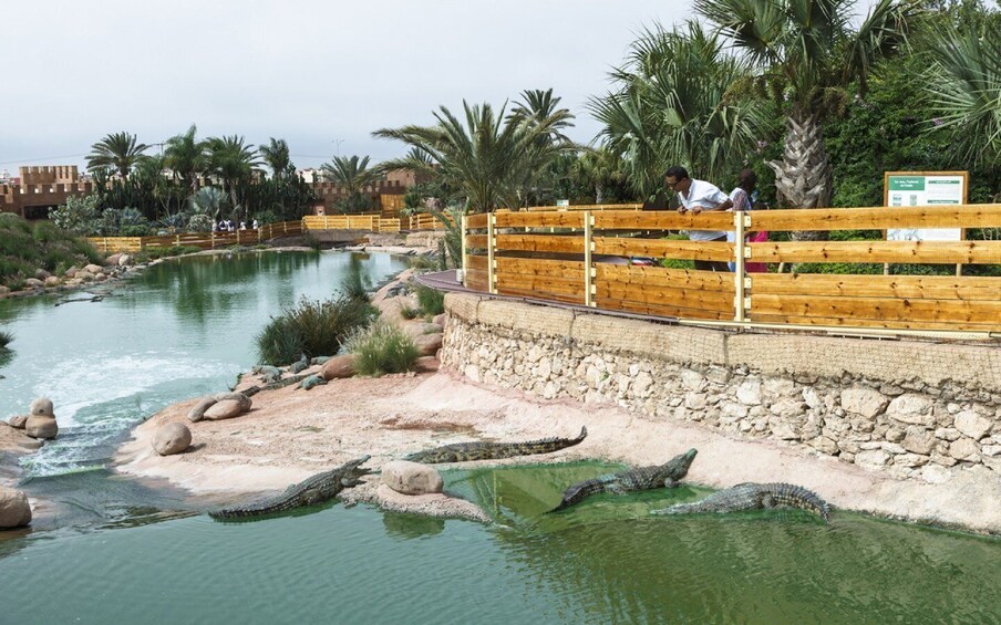 Picture 5 for Activity Agadir: Agadir City Tour - Half Day and Crocodile Park