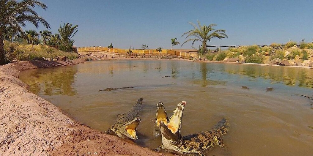 Picture 10 for Activity Agadir: Agadir City Tour - Half Day and Crocodile Park