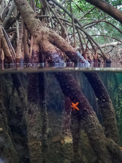 Picture 20 for Activity Cancun: Sunset Kayak Experience in the Mangroves