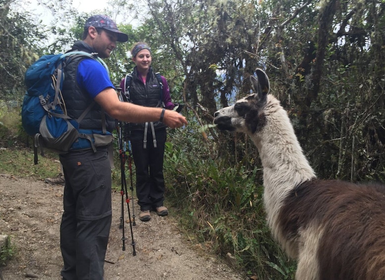 Picture 10 for Activity Cusco: Machu Picchu Inca Trail 4-Day Trek
