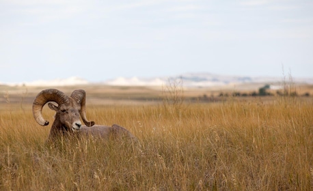 Badlands National Park: Premiere Day Tour