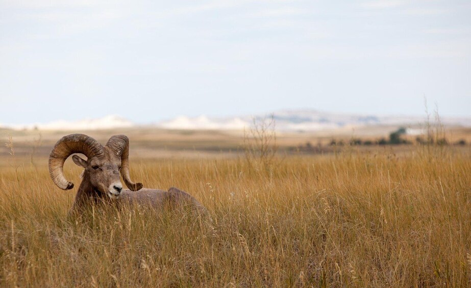 Badlands National Park: Premiere Day Tour