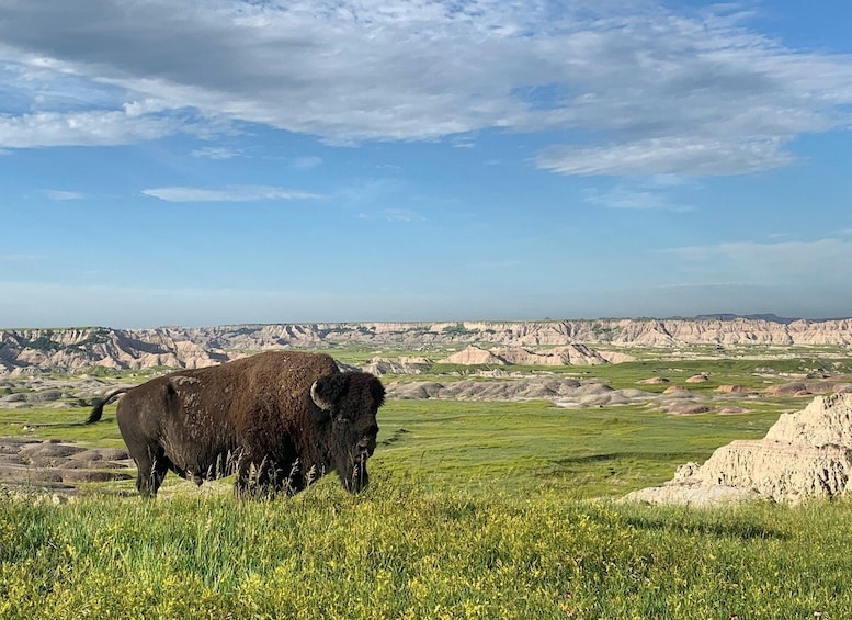 Picture 2 for Activity Badlands National Park: Premiere Day Tour