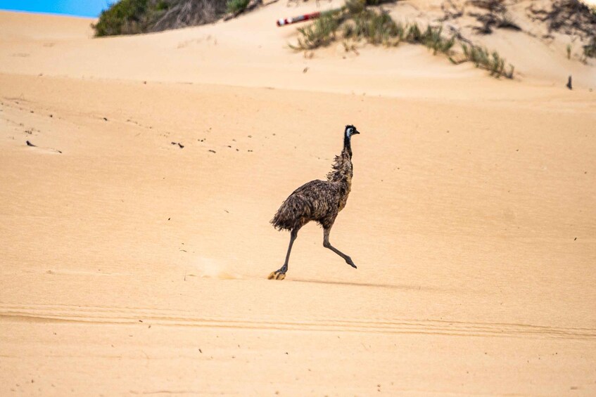 Picture 4 for Activity Coffin Bay National Park: Highlights and Off-Road 4WD Tour