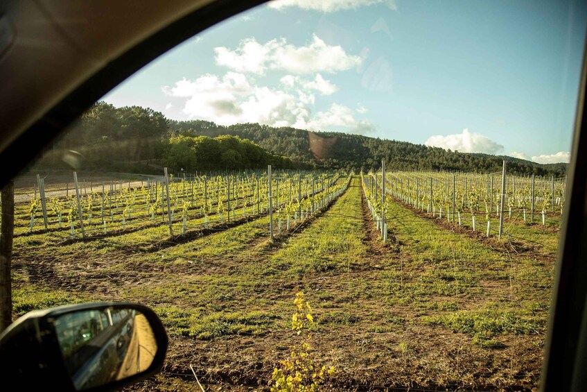 Picture 2 for Activity Albariño Wine Tour: Taste, Learn & Take Home a Bottle