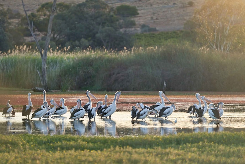 Banrock Station: Guided Wetlands Tour and Wine Tasting