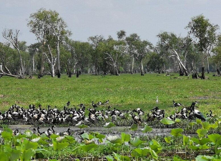 Picture 9 for Activity Kakadu National Park, 4WD, 4-6 guests only, Day Trip w/lunch