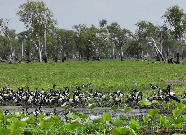 Picture 9 for Activity Kakadu National Park, 4WD, 4-6 guests only, Day Trip w/lunch