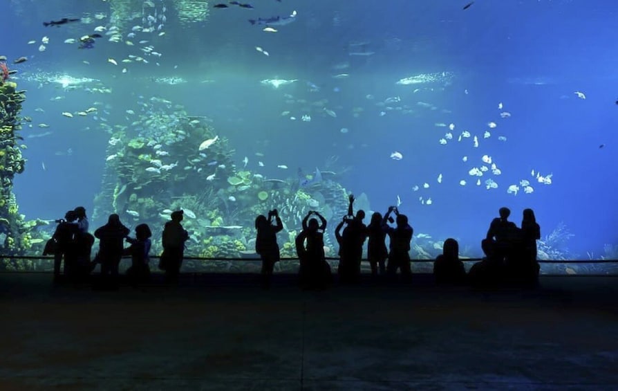 Picture 4 for Activity Mazatlan: Grand Aquarium Ticket and City Sightseeing Tour