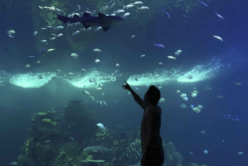 Picture 3 for Activity Mazatlan: Grand Aquarium Ticket and City Sightseeing Tour