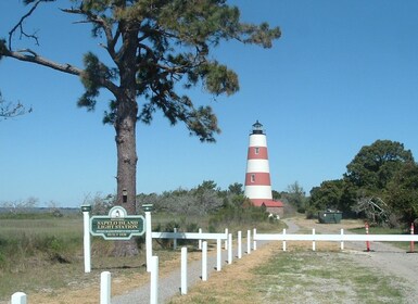Sapelo Island: Full-Day Guided Sightseeing Tour