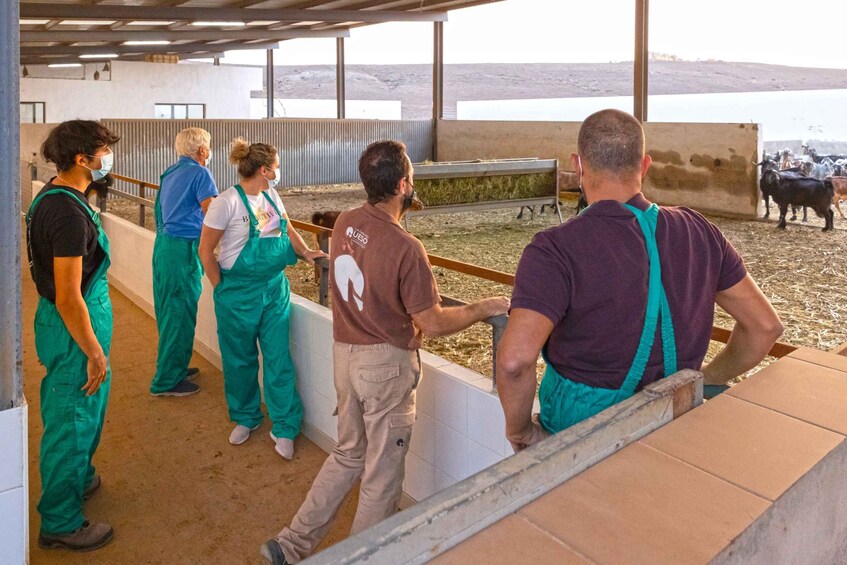 Picture 2 for Activity Fuerteventura: Artisan Goat's Cheese Making at Local Farm