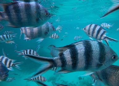 Bahía Azul: Totof Tours 4 horas de Snorkel en el Parque Marino