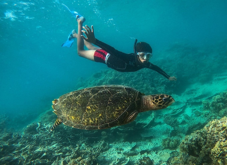 Picture 3 for Activity Blue Bay: Totof Tours 4 hour Snorkeling in the Marine Park