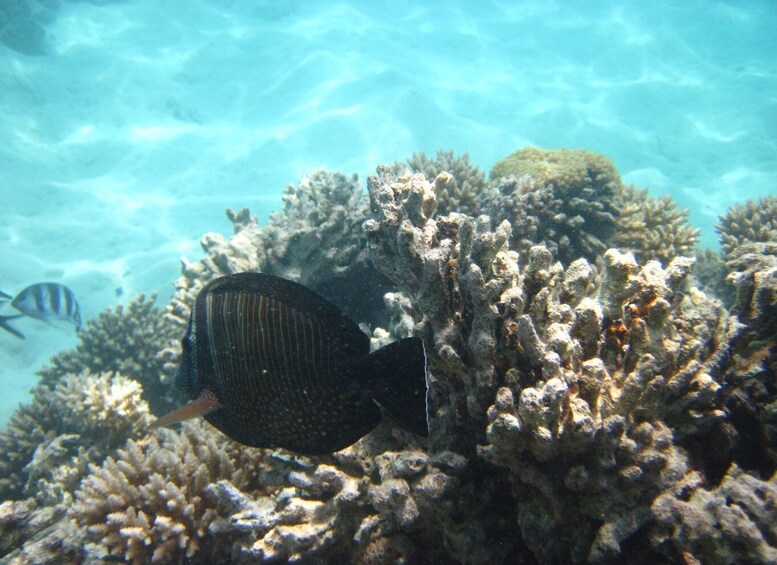 Picture 6 for Activity Blue Bay: Totof Tours 4 hour Snorkeling in the Marine Park