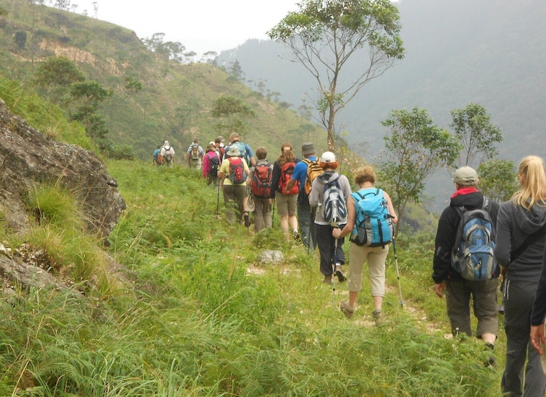 Picture 26 for Activity Ella-Trekking through Forest Tea Plantation & Waterfalls