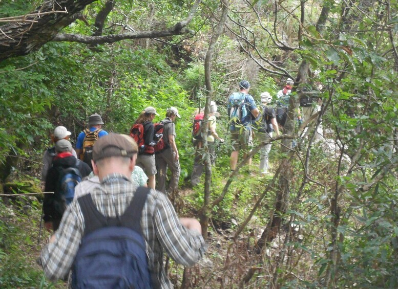 Picture 18 for Activity Ella-Trekking through Forest Tea Plantation & Waterfalls