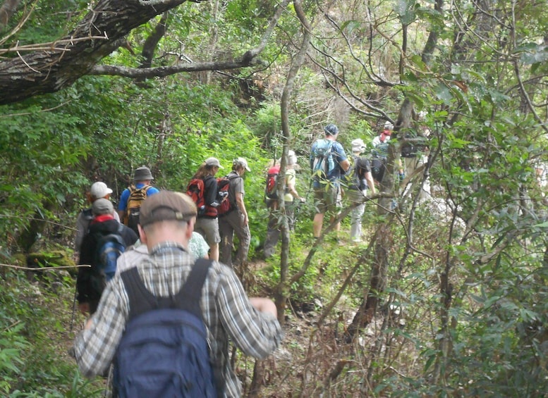 Picture 16 for Activity Ella-Trekking through Forest Tea Plantation & Waterfalls