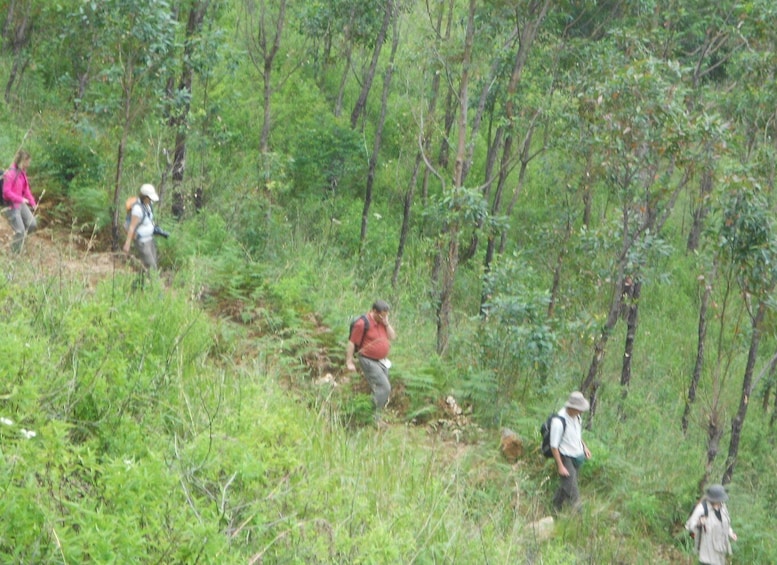 Picture 25 for Activity Ella-Trekking through Forest Tea Plantation & Waterfalls